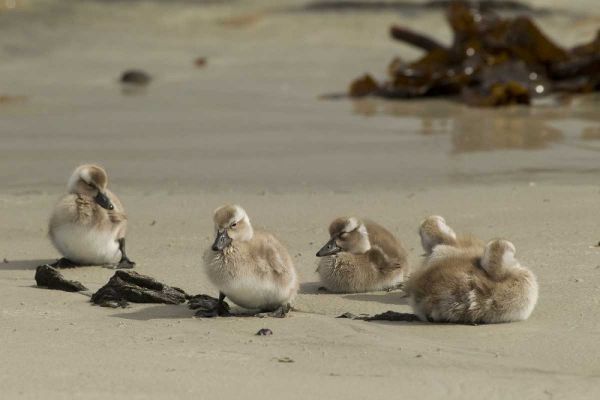 Carcass Island Steamer duck ducklings on beach